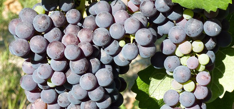 Informazioni generali sul vino “Montasso”